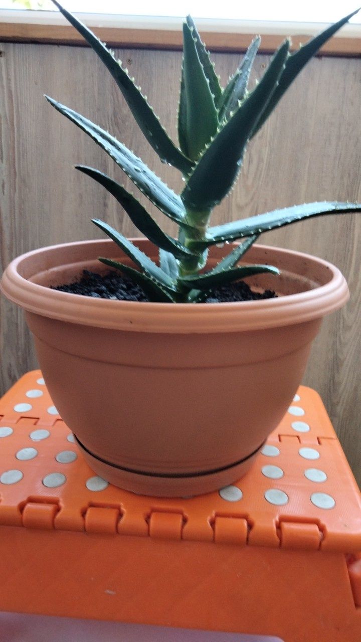 Vând aloe Vera la ghivceci