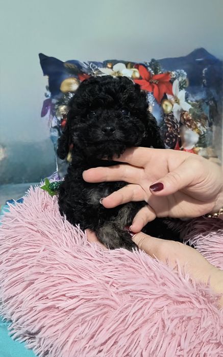 Той пудел Toy poodle -момчета