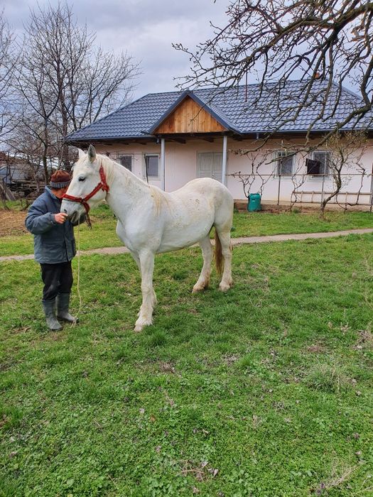 Iapă semigrea 7 ani