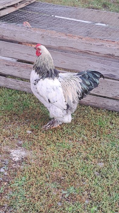 Vand 3 cocosi din primavara