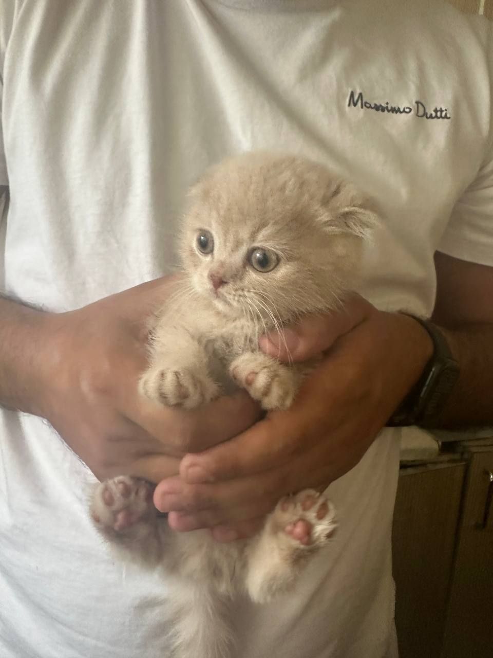 Капучино рангли вислоухий мушукча сотилади — зоти Scottish Fold