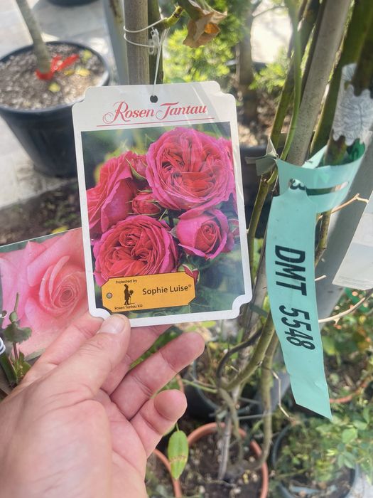 Розы вьющиеся в продаже