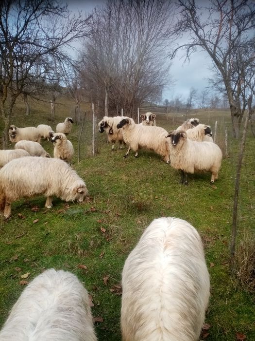 Vând 9 oi și un berbec