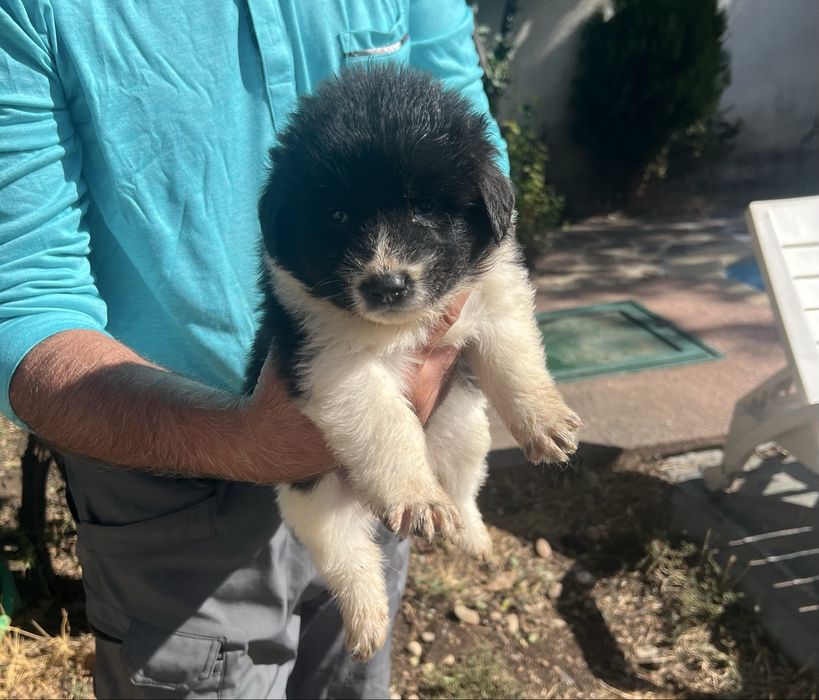 Каракачанка / Българско овчарско куче с родословие