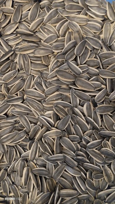 Семечки полосатик элитные