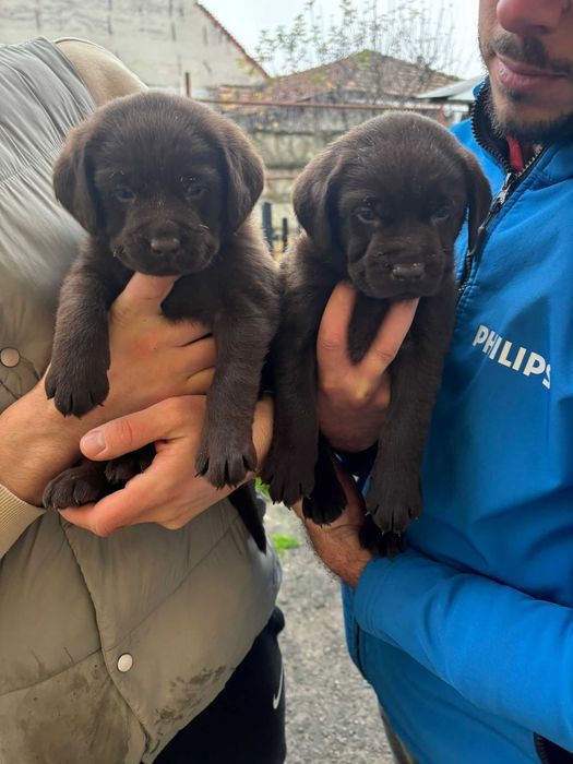 pui labrador cauta casuta