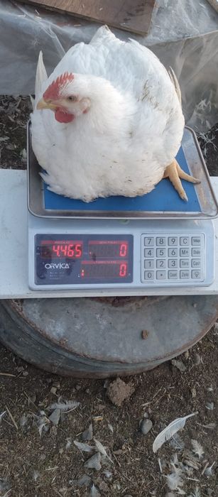 Продам Бройлеров