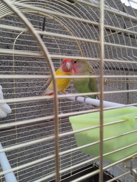 Папугай продам пары