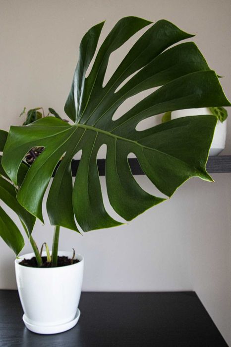Monstera deliciosa – внушително и масивно растение с големи листа