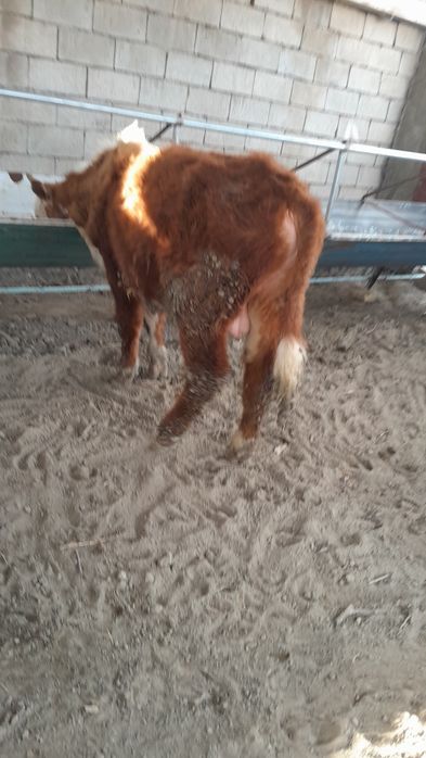 Grenfort buqacha sotiladi