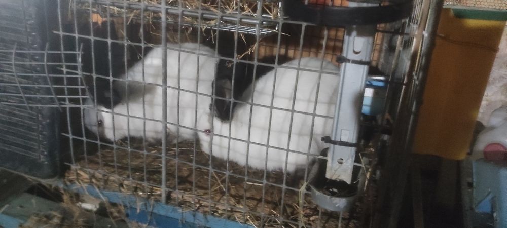 Vand iepuri Californieni