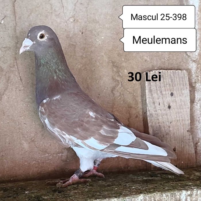 Porumbei Meulemans