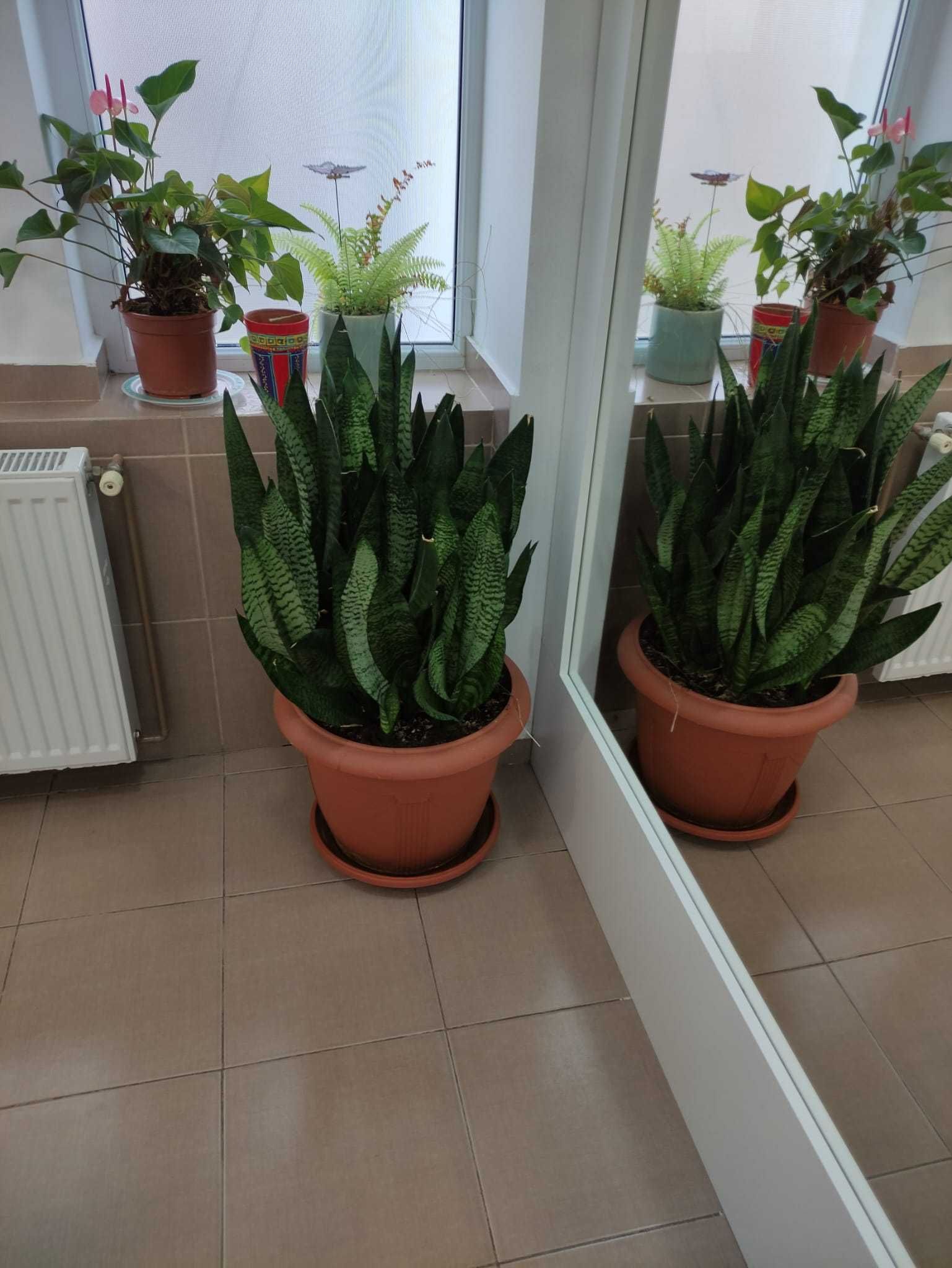 Flori/plante interior/ decoratiuni (casa/apartament)