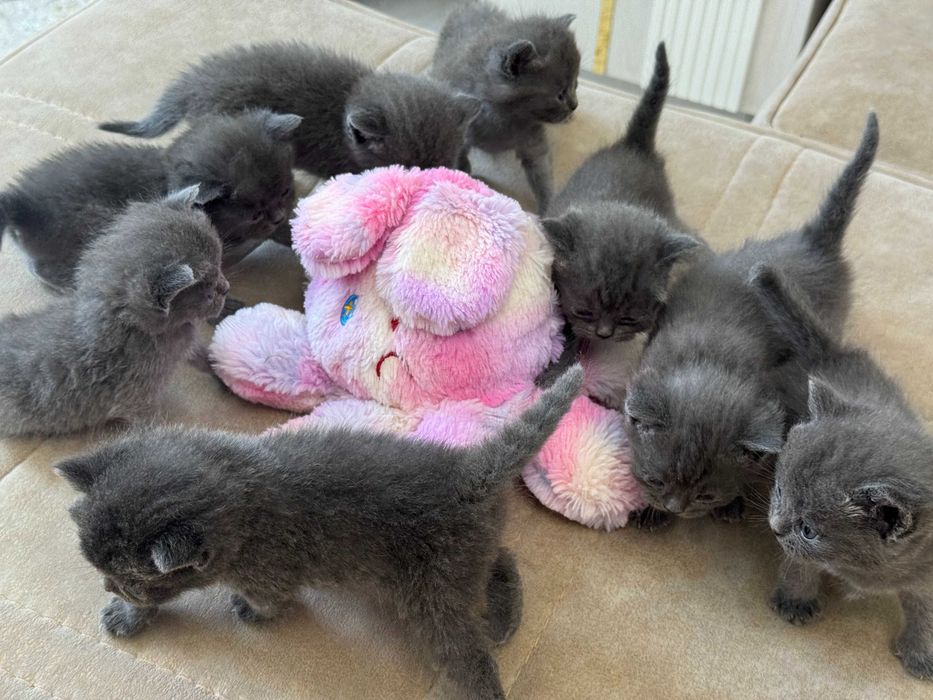 British shorthair
