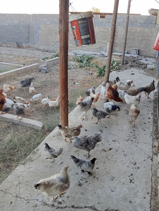 Дамашни таук күрк жататы  сатлады