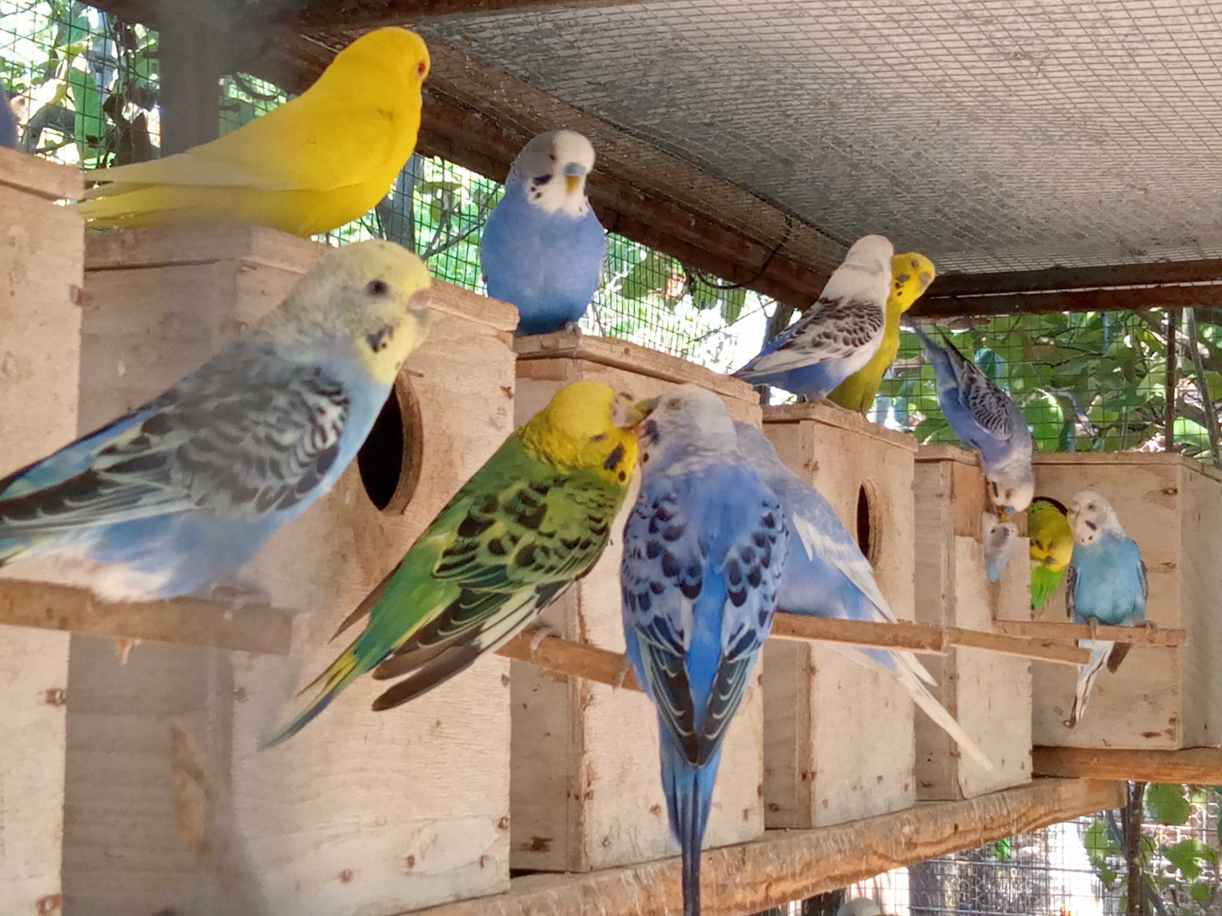 Lichidare crescatorie papagali Perusi
