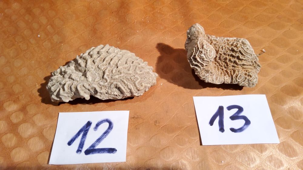 Корали от Атлантическия океан