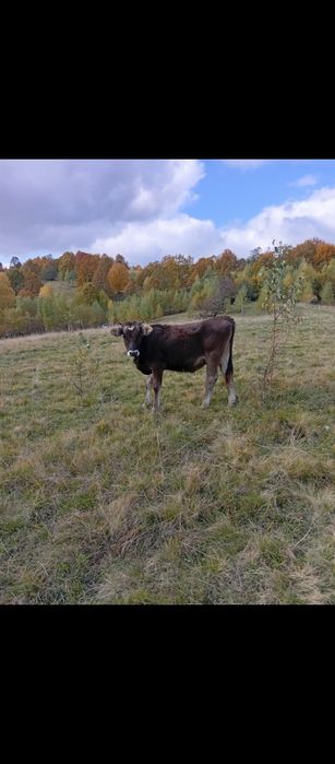 Vand tot ce se afla in poze