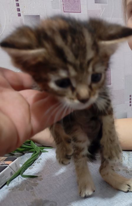 отдам котят в хорошие руки