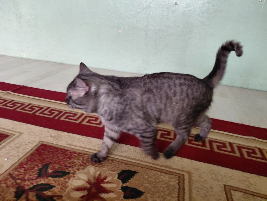 Здам кошку безплатна