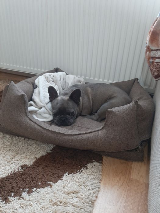 Vand cățea cu pătuț Francez Blue rasaPura