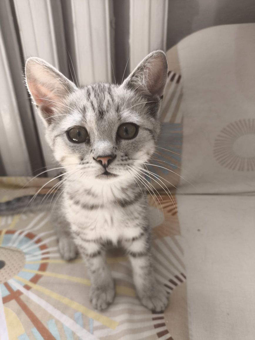 Котик в хорошие руки