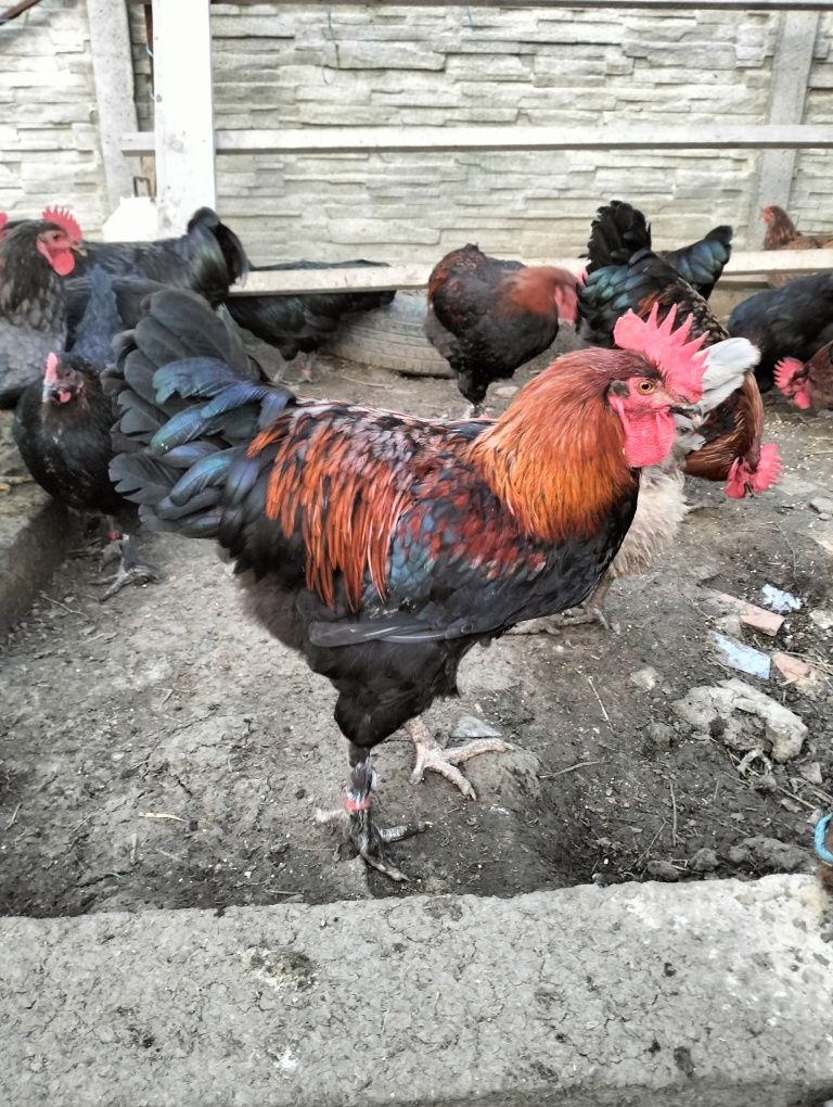 Cocosi Marans 4.5 luni