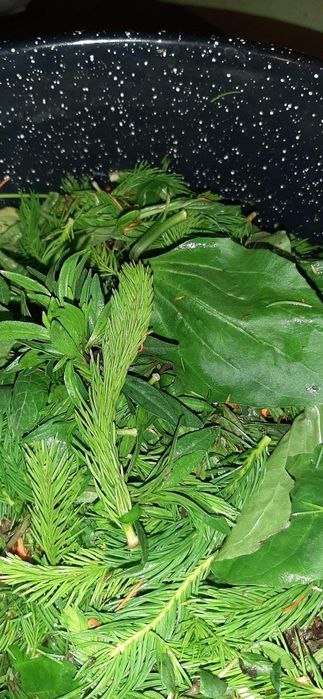 Sirop muguri de brad!