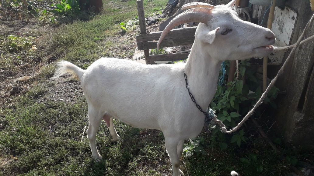 Vand capra cu lapte