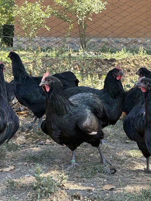 Oua incubat australorp negru