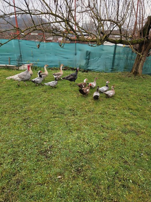 Vând gâște americane