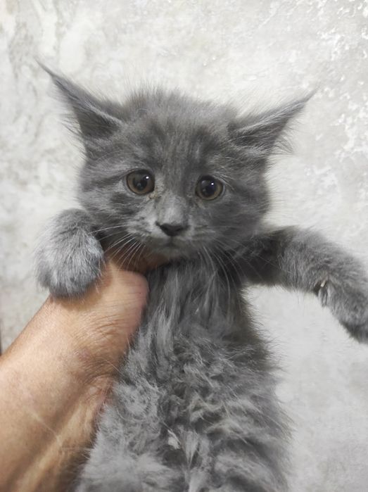 Отдам бесплатно скоттиш страйт