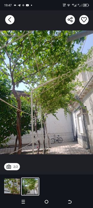 Savdonik Boğbon xizmati