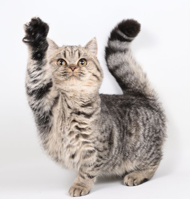 Pisicuța British  Shorthair   black tabby cu pedigree