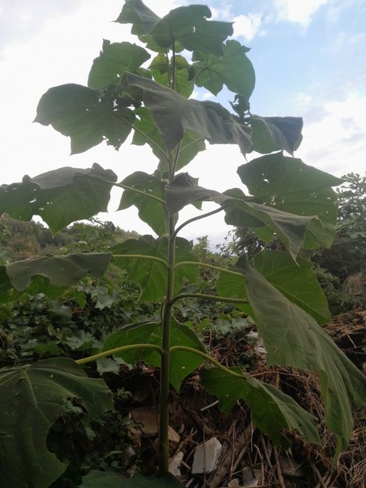 Пауловния. Висококачествени фиданки