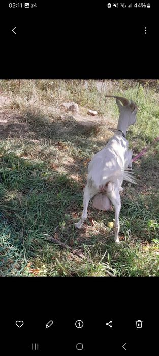 Коза дойная первый окот