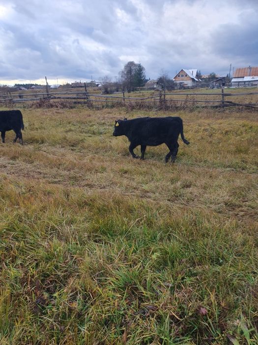 Vitele Angus 6-8 luni  de vanzare
