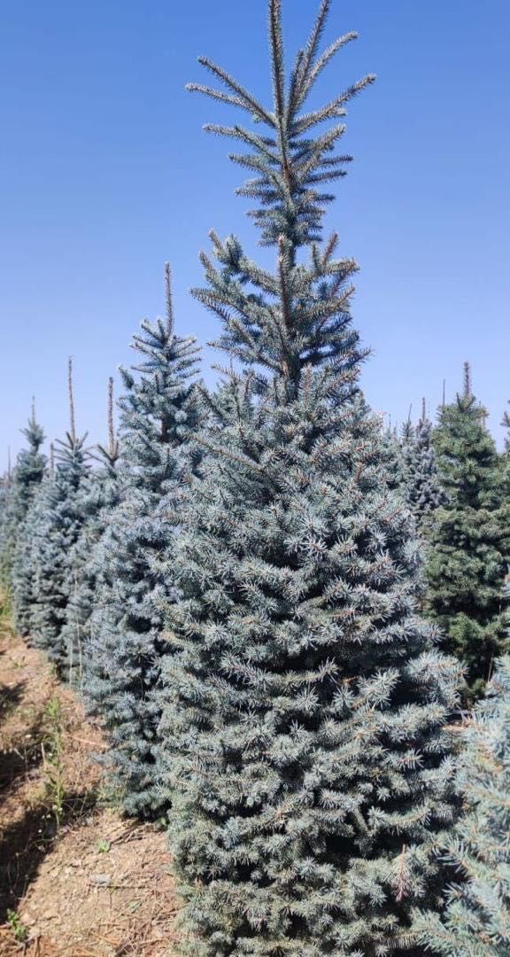 Акция! Голубая ель до 3 метров (Picea Pungens glauca)