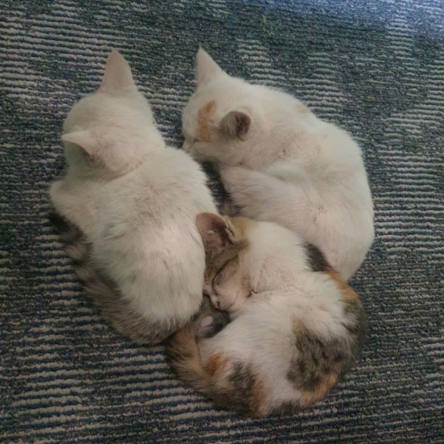 Muwuklar bepul beriladi