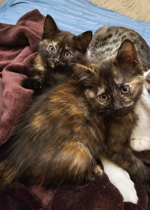 Отдам котят бесплатно