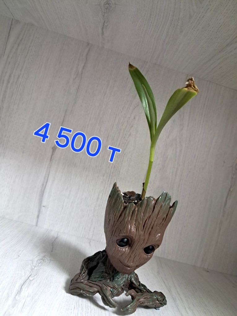 Продам рео (традесканция)