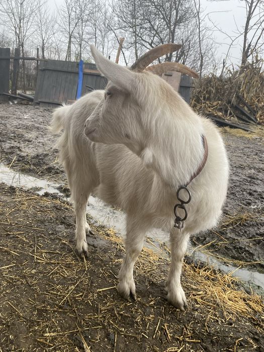 Vand capre toate 3 marlite mai mukte detali in privat