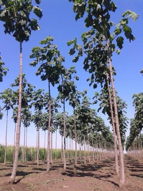 Paulownia imperial cu floare mov