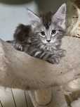 Мейн куун, Мейн кун, Maine Coon