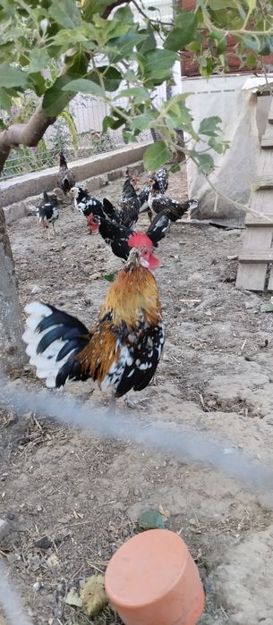 Gaini americane pitice