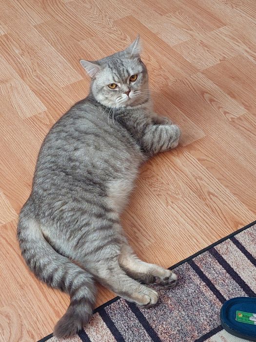 Пропал домашний кот