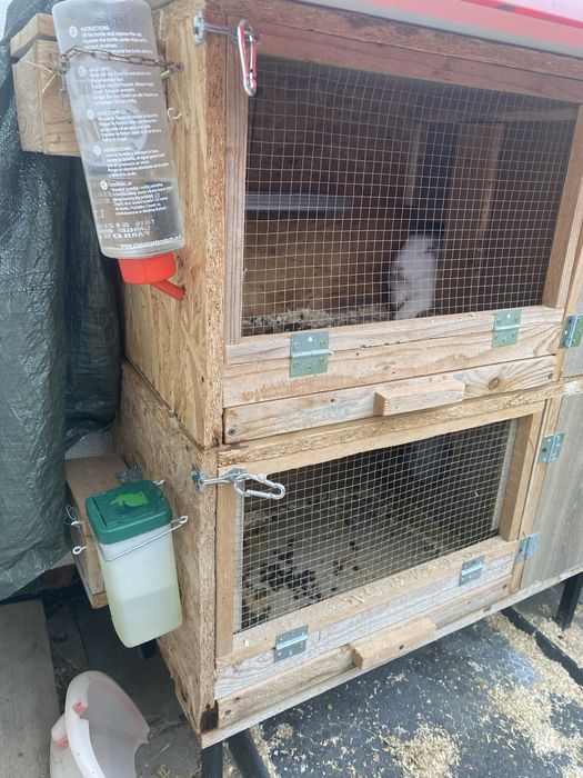 Vând 2 iepuri Hycole francezi (5 luni) + cușcă dublă