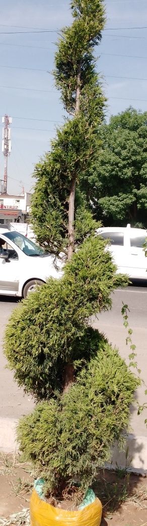 Majvenik Strichka archalar bòyi 4 metrdan