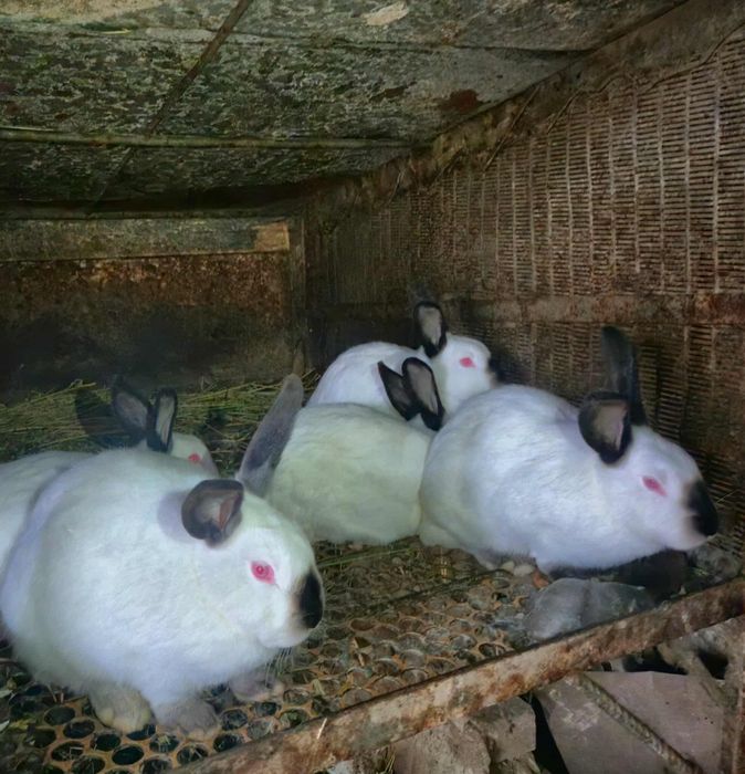 Чистокръвни калифорнийски зайци!