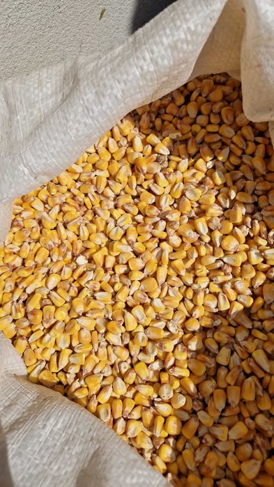 Transport gratuit porumb cu 1.25 kg va
